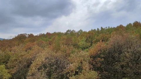 Aerial forest autumn Stock Footage 239278796
