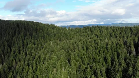 Aerial of Forest with Blue Sky on Cloudy Day Vídeos de archivo 329185489