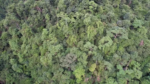 Aerial Forest Canopy   Earth Conservation Stock Footage 264562728