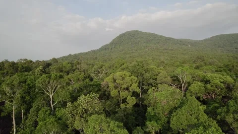 Aerial Forest Canopy with Mountain Backdrop Stock Footage 260598959