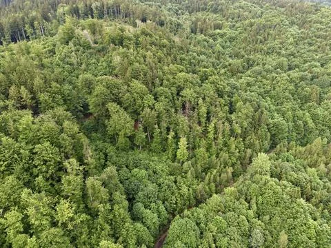 Aerial forest canopy view Stock Photos