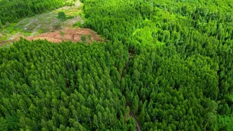 Aerial forest with clearcut patch 스톡 동영상 331129263
