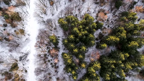 Aerial of forest with dead trees and healthy trees fly over Stock Footage 147497888