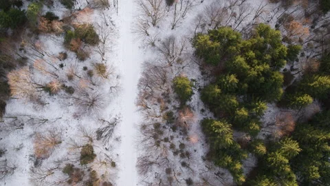 Aerial of forest with dead trees and healthy trees separated by road during Stock Footage 147498583