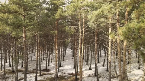 Aerial forest drone Stock Footage 237167883
