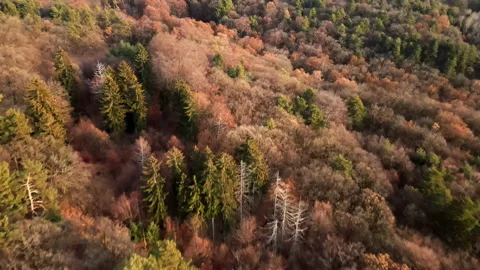 Aerial of a forest during autum Stock Footage 228869328
