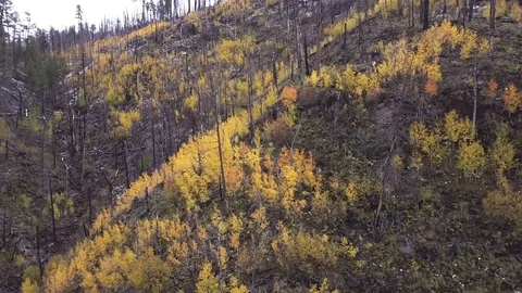 Aerial of a forest fire aftermath on a steep slope with new trees Stock Footage 97087430