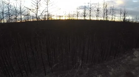 Aerial of a forest fire site Stock Footage 55020982
