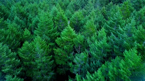 Aerial Forest Fly Over Stock Footage 163260229