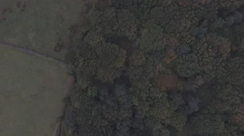 Aerial - Forest Flyover and pull out 스톡 동영상 56081022