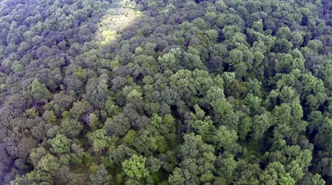 Aerial Forest Stock Footage 40711563