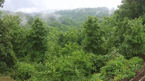 Aerial Forest Stock Footage 57826004