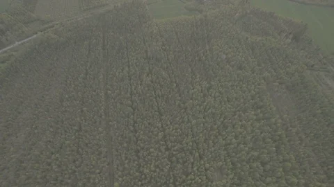 Aerial Forest Stock Footage