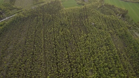 Aerial Forest Stock Footage