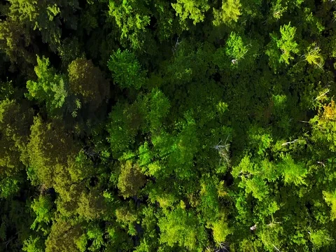 Aerial Forest Видео 76278095