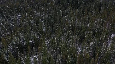 AERIAL FOREST Stock Footage 98966792
