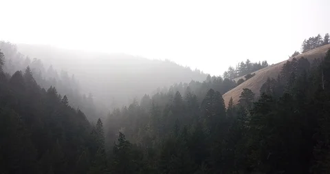 Aerial Forest Stock Footage 107121274