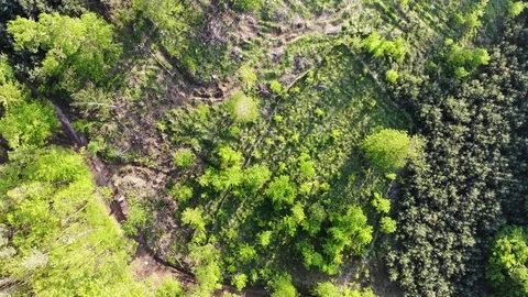 Aerial forest. Stock Footage 108314922