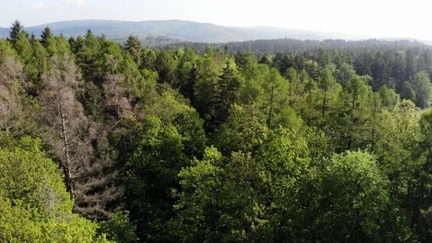 Aerial forest. Video stock 108369292