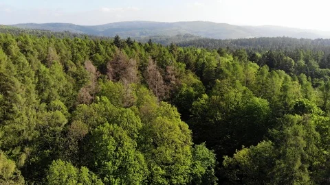 Aerial forest. Video stock 108369555