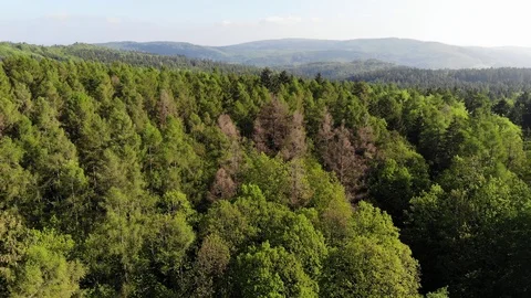 Aerial forest. Video stock 108370390