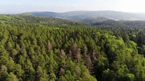 Aerial forest. Video stock 108370444