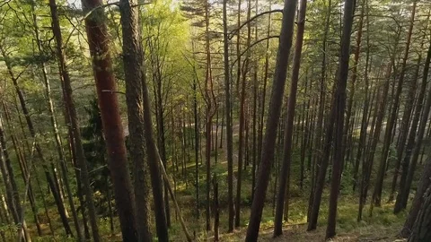 Aerial forest 動画素材 116505577