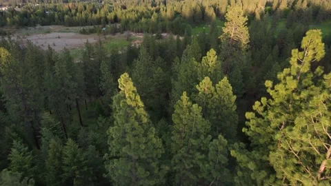 Aerial Into the Forest Stock Footage 214944784