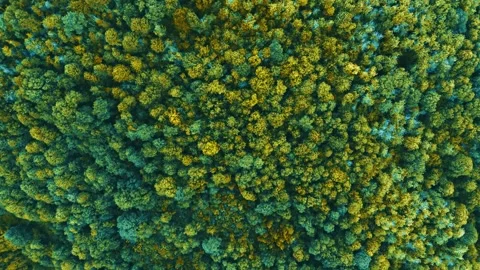 Aerial Forest Stock Footage 277946551