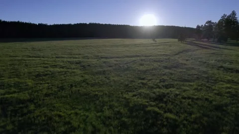 Aerial of a forest grassland at sunset Stock Footage 249774241