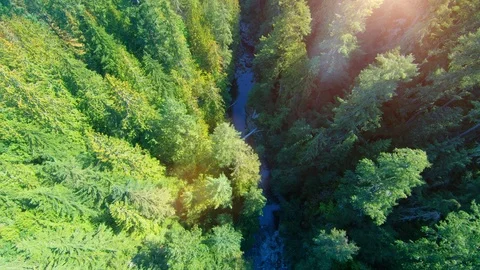 Aerial Forest Green Pine Tree Nature Background View, Beautiful Trees Landscape Stock Footage 109594544
