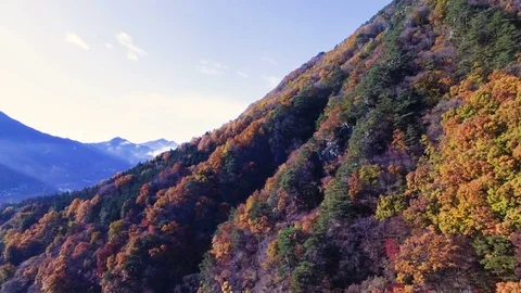 Aerial Forest Hillside in the Fall Video stock 72997099