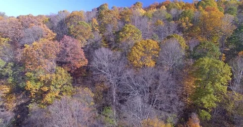 Aerial of Forest Hillside with Fall Leaves Reveal Stock Footage 82733860