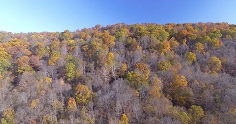 Aerial of Forest Hillside with Fall Leaves Sideways Stock Footage 82733862