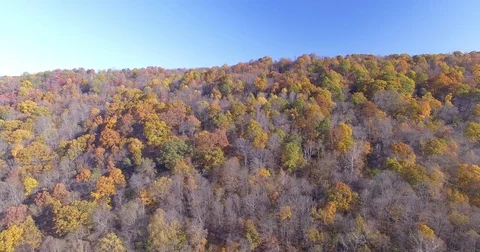 Aerial of Forest Hillside with Fall Leaves Forward Stock Footage 82733863