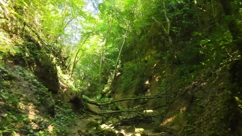 Aerial forest inside 스톡 동영상 240784908