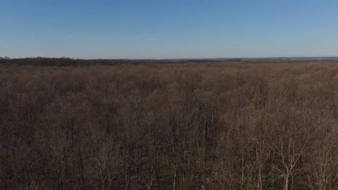 Aerial forest landscape with bare trees and horizon while drone flying over it. Stock-Footage 333340549