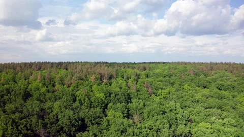 Aerial forest landscape. Drone view of beautiful forest wood with blue sky Stock Footage 158088155