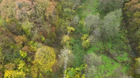 Aerial forest landscape Stockbeeldmateriaal 239274284