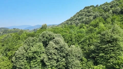 Aerial forest landscape Stock-Footage 245439911