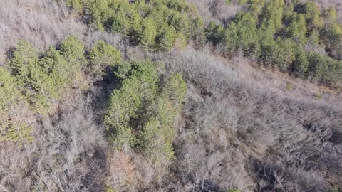 Aerial Forest Landscape With Mixed Trees and Natural Woodland Textures Stock Footage 325719966