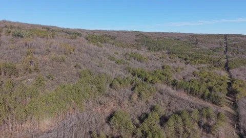 Aerial Forest Landscape With Mixed Trees and Seasonal Color Changes Stock Footage 325719967