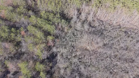 Aerial Forest Landscape With Mixed Trees and Natural Woodland Textures Stock Footage 325719968