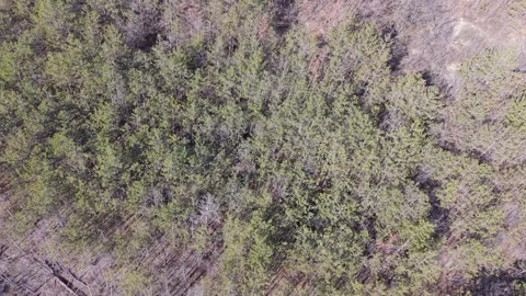 Aerial Forest Landscape With Mixed Trees and Natural Woodland Textures Stock Footage 325719969