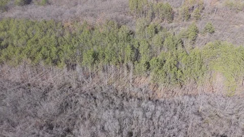 Aerial Forest Landscape With Mixed Trees and Natural Woodland Textures Stock Footage 325719972