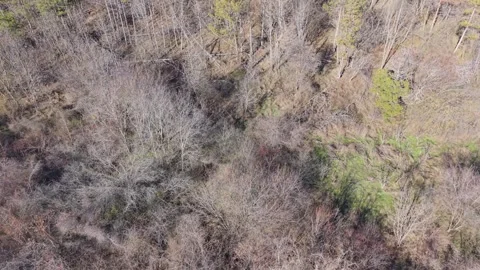 Aerial Forest Landscape With Mixed Trees and Seasonal Color Changes Stock Footage 325719979