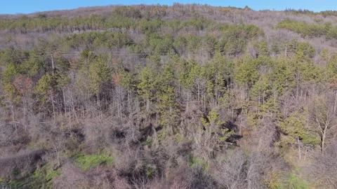 Aerial Forest Landscape With Mixed Trees and Seasonal Color Changes Stock Footage 325719981