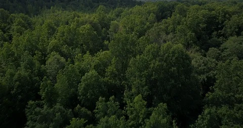 Aerial forest look down Stock Footage 101771953
