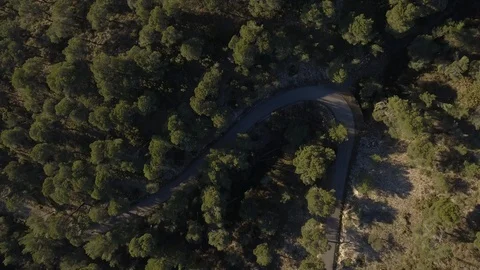 Aerial forest - Mediterranean pine forest Stock Footage 121876991