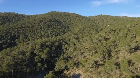 Aerial forest - Mediterranean pine forest Stock Footage 121877124